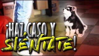 Cómo EMPEZAR a entrenar a mi perrocachorro y a sentarse  Adiestramiento Canino  MartGon [upl. by Anavahs]