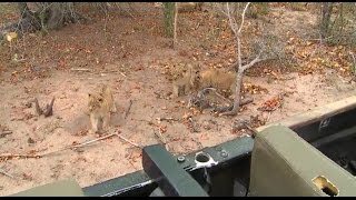 Part 1 Wild Earth Live Safari Drive at 600 AM Aug 17 2016  Nkuhuma Lioness amp 3 Cubs [upl. by Nada]