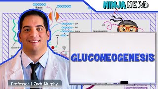 Metabolism  Gluconeogenesis [upl. by Sirrep]