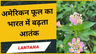 Lantana Camara Invasive weedsAlien weedsplant लंटाना कैमरा [upl. by Nilrah134]