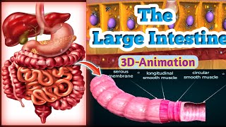 The Anatomy amp Physiology of large intestine  large intestine animation [upl. by Hajile]