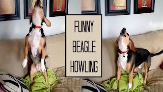 FUNNY BEAGLE HOWLING  Snoopy the Beagle [upl. by Erastus882]