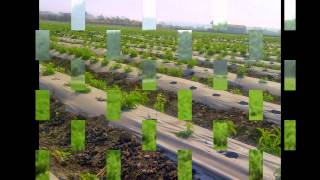 Stevia Farming and Stevia Plantation [upl. by Wauters246]