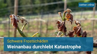 Eine Katastrophe für den Weinanbau [upl. by Oaks284]