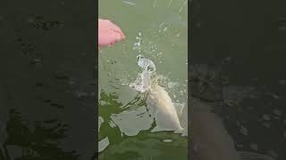 Walleye catch and release Another nice falleye walleye [upl. by Lichter]