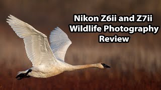 Nikon Z6ii and Z7ii Wildlife Photography Review [upl. by Emiolhs802]