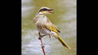 Call of the Singing Honeyeater [upl. by Ley]