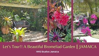 Lets Tour A Beautiful Bromeliad Garden  JAMAICA [upl. by Hymen]