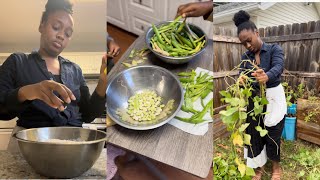 In the life of a stay home mom cooking  fresh beans harvest momlife food [upl. by Renzo]