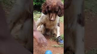 Ask the shoes dogtraining doglover detection lifestyletherapy [upl. by Celeski]