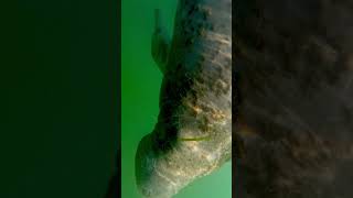 Manatee from Florida [upl. by Josy]