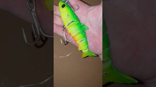 Got the nibbles barra barramundi lurefishing fishing lures zerek big [upl. by Crysta742]