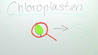 CHLOROPLASTEN  BAU UND FUNKTION  VERTIEFUNGSWISSEN  Biologie  Stoffwechselbiologie [upl. by Cassius515]