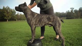 CANE CORSO A DOG LOVERS INTRODUCITION [upl. by Salocin]