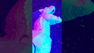 Skar king VS Shimo Godzilla stop motion godzilla godzillaxkongthenewempire stopmotion [upl. by Bonine]