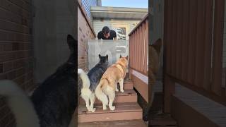 Product Demonstration 55 Retractable Dog Gate [upl. by Freud]