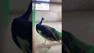 peacock peafowl birds mashallah subhanallah share subscribe viralvideo animals shorts [upl. by Kellene]