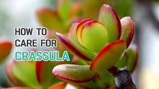 BEST TIPS  HOW TO CARE FOR CRASSULA SUCCULENTS [upl. by Notserk227]