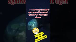 🐠 👀 Telescope Fish Pacific Barreleye Fish Facts [upl. by Amat]