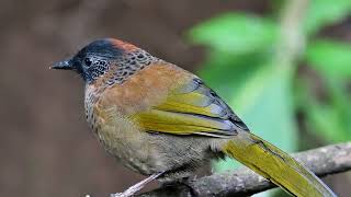 Chestnut crowned laughingthrush [upl. by Eiuqnimod]