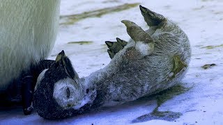 Emperor Penguin Mourns the Death of Chick  BBC Earth [upl. by Elish]