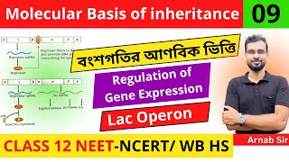 Molecular Basis of Inheritance 09  Regulation of Gene Expression  Lac Operon  Class 12 NEET Bio [upl. by Nashbar292]