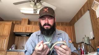 Man handles DEADLY CORAL SNAKE Or does he The Jingle is Dangerous [upl. by Dalis]