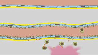 3 7 Leukocyte Rolling [upl. by Ocicnarf472]