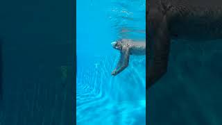 Swimming Experts Agree This Technique is BETTER for Freestyle [upl. by Dennison661]