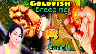 Gold Fish Breeding Project  Gold Fish Breeding setup lodedgoldfish goldfishtank fishvlog [upl. by Sapphira]