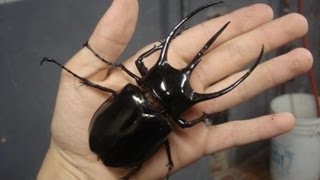 Chalcosoma caucasus  Rhinoceros Beetle  Nashornkäfer [upl. by Anetsirk]