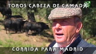 Toros de El Torero cabeza de camada para Madrid  Toros desde Andalucía [upl. by Nosremaj47]