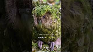 Kakapo  New Zealands Remarkable Night Parrot [upl. by Ecinereb]