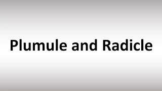 How to Pronounce Plumule and Radicle [upl. by Kolivas251]