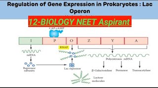 Regulation of gene expression12Biology Molecular Basis of Inheritance [upl. by Lynch588]