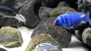 Mylochromis Mchuse [upl. by Eitsud]