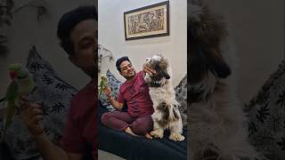 Pablo Chapo ki Papa mAsti 😁 youtubeshorts shorts funny pablofamily [upl. by Trin]