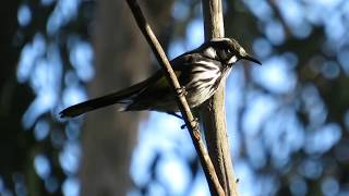 New Holland honeyeater callsong [upl. by Cynthea]