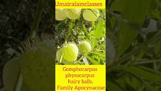 Gomphocarpus physocarpus hairy balls botany botanylifescience trending gardening [upl. by Colin]