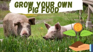 Grow Your Own Pig Food [upl. by Lucine]