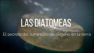 Diatomeas El secreto del suministro de oxígeno en la tierra [upl. by Peugia]