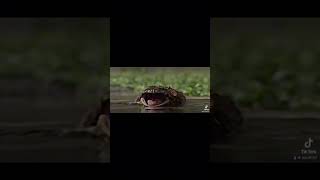 Beelzebufo edit sound via ExtinctZoo capcut cool beelzebufo shorts goviral paleontology [upl. by Sashenka]