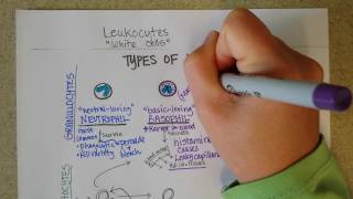 White Blood Cells  Granulocytes amp Lymphocytes  Part 1 [upl. by Karab]