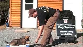 AMAZING PUPPY TRAINING German Shepherd quotCitoquot 8 Weeks Old [upl. by Nawk]