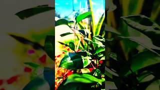 garden Nalen flower shortvideo nature howtogrowlotusathome [upl. by Atter]