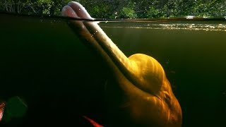 Pink River Dolphins Of The Amazon Rainforests Hunting Secret  Earths Great Rivers  BBC Earth [upl. by Duester]