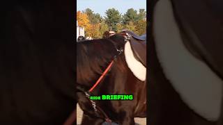 🐎Ride Briefing🐎 endurancerace gopro endurancehorse equestrian horseracing helmetcam [upl. by Llatsyrc]