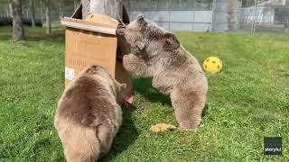 Curious Bears Play With Box Stuck on Tree [upl. by Enenstein]