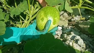 ASI PREPARO DELICIOSA RECETA OREJONES DE CHILACAYOTE 😋 [upl. by Aniluap]