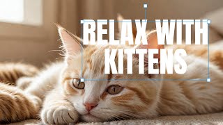 Cute Cats amp Kittens Ultimate Relaxing LoFi Music Compilation Chill and Study Vibes cats kittens [upl. by Farica502]